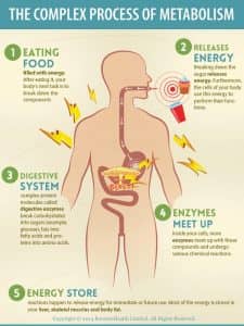 the complex process of metabolism